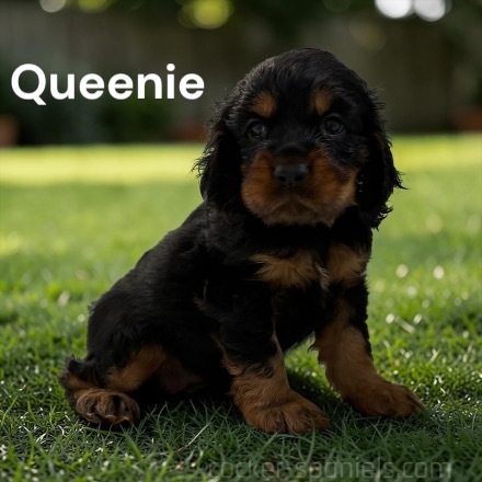 puppy, for, sale, Cocker Spaniel, Joe & Cherri  Overlease, dog, breeder, Miller, MO, dog-breeder, puppy-for-sale, forsale, nearby, find, puppyfind, locator, puppylocator, aca